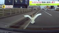 車の前にハクチョウ落下…通勤ラッシュの国道で電線に衝突 あわや車にひかれそうに【北海道発】