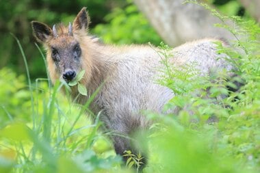 「人間は家畜を食べなさい」生態系全体の“保護区”は人間さえ入らなければ成立する 今泉忠明氏が語る動物行動の裏側