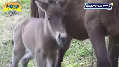 ３月生まれの春駒　都井岬で誕生
