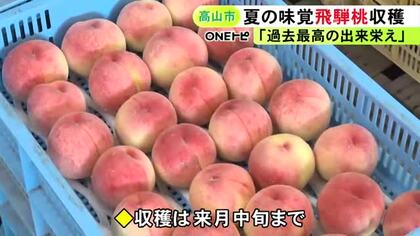 糖度16～17度と甘み強く…岐阜県高山市の夏の味覚“飛騨桃”が「過去最高の出来栄え」白鳳の収穫が最盛期