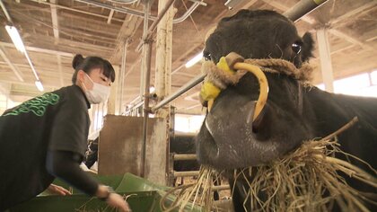 飛騨牛の飼育に青春捧げる…「和牛甲子園」に情熱傾けた女子高生 春から東京の大学で故郷のため牛の研究へ