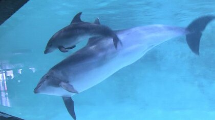 バンドウイルカの赤ちゃんに大行列 9月2日から一般公開 赤ちゃんイルカの公開は1日2回 運がよければお母さんのおっぱいを飲んでいるところも おたる水族館