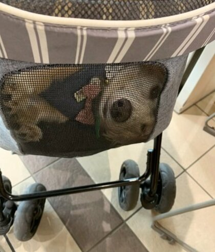カートに“ぎゅうぎゅう詰め”!?訪れた役所で職員が「笑いこらえた」愛犬の姿がかわいい…なぜこうなったのか状況を聞いた