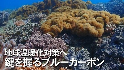 観光×環境”豊かな海の生態系を知る”観光船でブルーカーボンについて学ぶツアー【沖縄発】