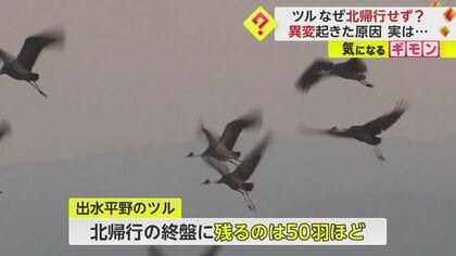 【春先の風物詩に異変】繁殖地シベリア目指す“ツルの北帰行”進まず　鳥インフルで親を失った幼いツルが飛び立てず　鹿児島