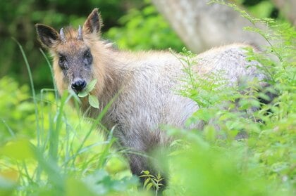 「人間は家畜を食べなさい」生態系全体の“保護区”は人間さえ入らなければ成立する 今泉忠明氏が語る動物行動の裏側