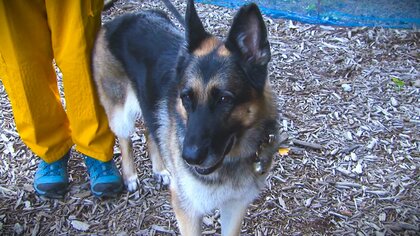｢奇跡の救出｣で注目された“災害救助犬” 被災者の早期発見へ訓練に励むも…育成費用に援助なく【新潟発】