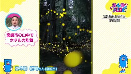 みんなと#Link　ヒメホタルの軌道がよくわかる写真を撮影