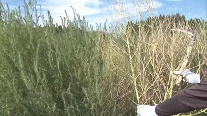 畑のキャビア「トンブリ」がピンチ　猛暑で害虫が大量発生…実の入りにも不安【秋田発】