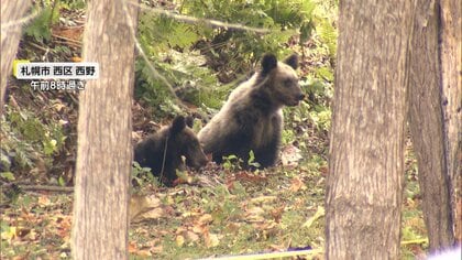 【映像】川を泳ぎ住宅街へ向かうクマ…岩手・盛岡市中心部に出没　札幌では小学校が臨時休校に　秋田では“緊急銃猟”実施