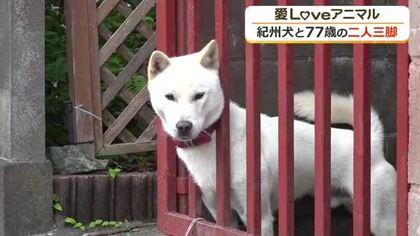 人が大好きで愛嬌たっぷり　国の天然記念物、紀州犬「武蔵」くん10カ月　ご主人にこよなく愛されわんぱくに成長中　福井
