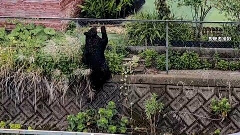 宇都宮の住宅敷地にクマ　麻酔銃3発中1発命中で捕獲　一時厳戒態勢で猟友会などが包囲　住民も近づけず　栃木