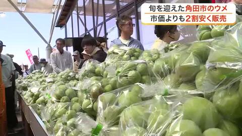 週末の宮城県内のイベント　障がいの有無にかかわらず楽しむフットサル大会　特産のウメを販売「梅まつり」