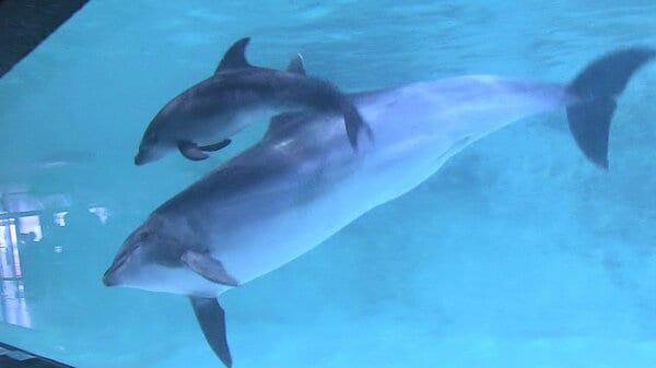 マダライルカ赤ちゃん公開 和歌山くじらの博物館で - 産経ニュース