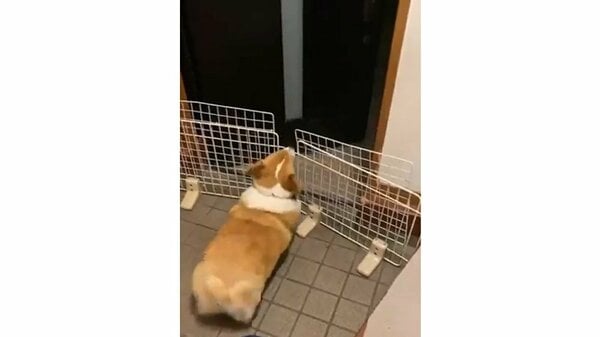 帰ってきたはずのお父さんがいない お尻フリフリのコーギーに ドッキリ 反応が可愛いすぎる Fnnプライムオンライン