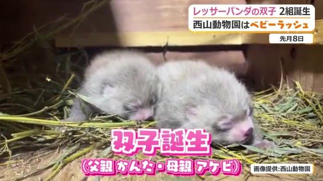 7月にも別の雌アケビが双子を出産