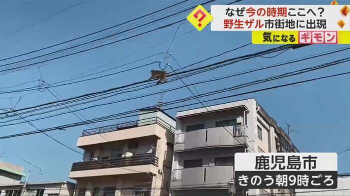 市街地に現れた野生のサル(8日・鹿児島市)