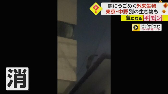 夜の闇に消えていく生物