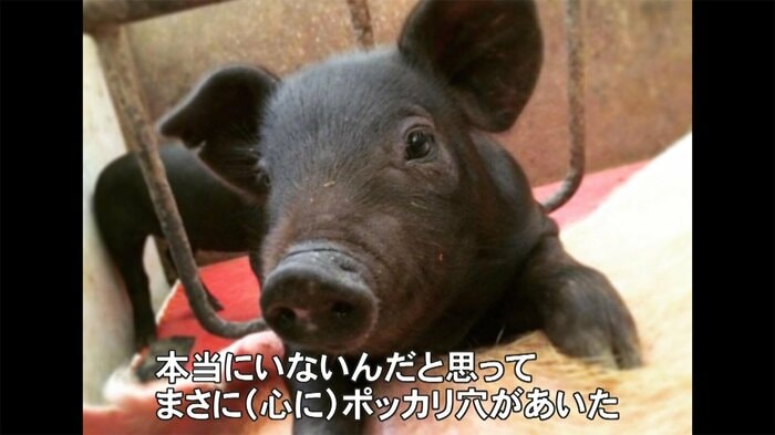 喜納農場で飼育していた豚