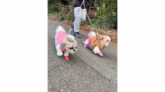 先輩犬のぱんちょちゃん(左)とダッシュ