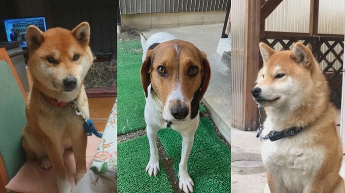 不審死した3匹の飼い犬 左から「トラ(柴犬)」「殿(ビーグル)」「コタロー(柴犬)」