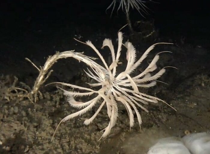 ウミユリの一種である「トリノアシ」(提供:サンシャイン水族館)