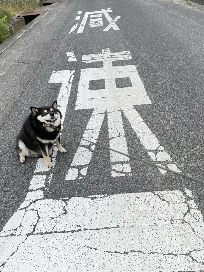 「減速」の文字の上で減速してしまったたろうくん