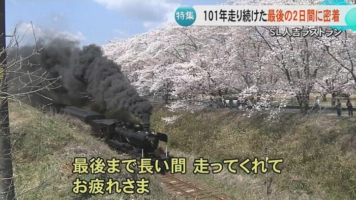 肥薩線の桜並木を走るSL人吉