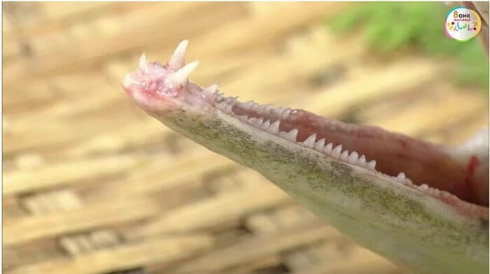 鋭い歯を持つ「ハモ」