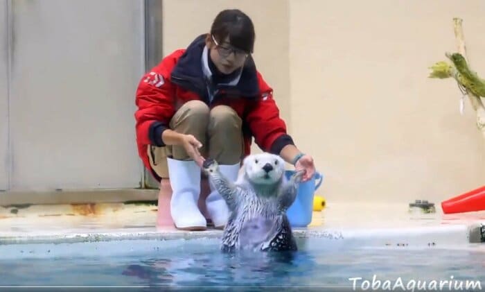 提供:鳥羽水族館