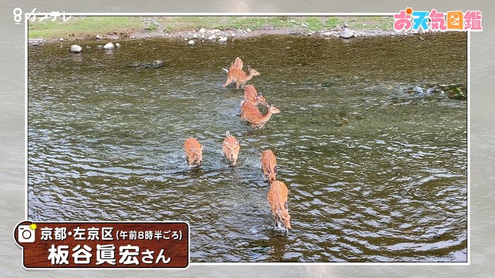 【お天気図鑑】シカも暑さ限界?(京都市)