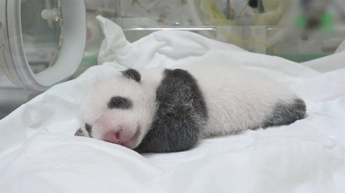 赤ちゃんパンダの名前を募集 台湾