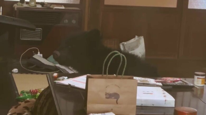 “こたつにクマ”食べ物食い散らした跡も…麻酔で眠らせ山に返す　各地で相次ぐクマの出没「冬眠前に栄養蓄えられず活動」　福島・喜多方市｜FNNプライムオンライン