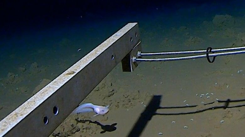 “超深海”8336メートルで泳ぐ「スネイルフィッシュ」の撮影に成功！“魚の生息限界”付近でギネス認定…生態を研究者に聞いた｜FNNプライムオンライン