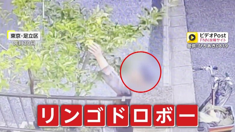 70代母親の“一番の楽しみ”奪われ…木になったリンゴを根こそぎもぎ取り走り去る自転車2人組「たぶん80代くらいの夫婦」買い物帰りの盗みか　東京・足立区｜FNNプライムオンライン