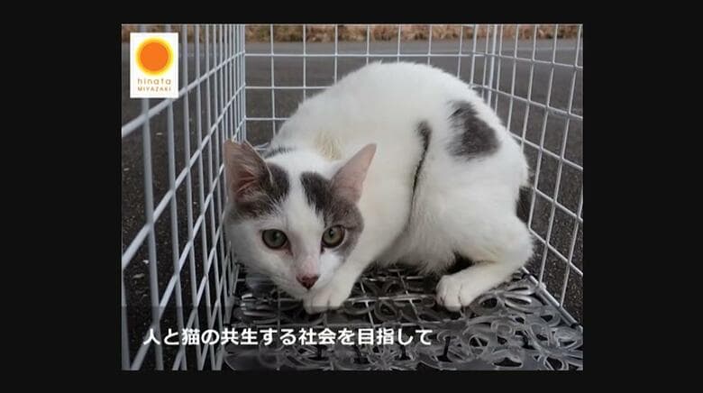 ふるさと納税で猫の命を守る「ひなたの猫応援プロジェクト」　殺処分ゼロ目指しクラウドファンディング｜FNNプライムオンライン