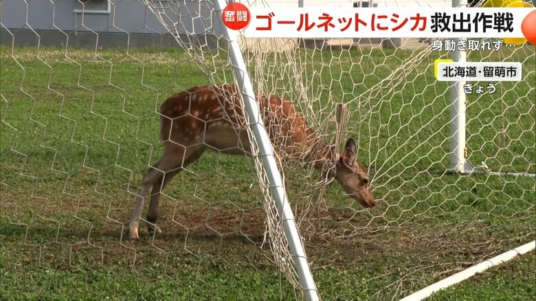 シカの&quot;救出作戦”！中学校のゴールネットに“シカ”からまる　市役所職員4人が刈り込みばさみで救助　北海道・留萌市｜FNNプライムオンライン