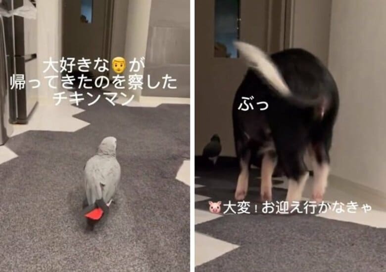 「ピッ！」「ぶっ！」ヨウムとマイクロブタの“お出迎え”が賑やか！種類の違う2匹の仲を飼い主に聞いた｜FNNプライムオンライン