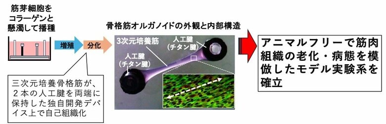 【大阪工業大学】筋肉老化改善に向けた共同プロジェクト