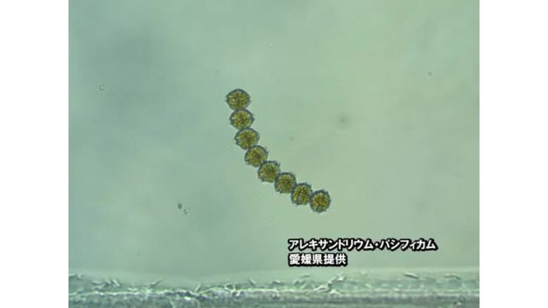 「２００グラムで致死量」西予・三瓶町でマヒ性貝毒検出　基準値３．８倍　二枚貝採取しないで【愛媛】｜FNNプライムオンライン