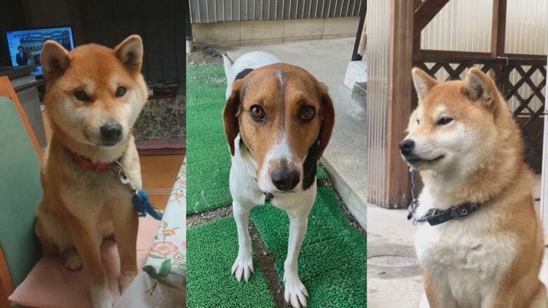 飼い主の「やるせない思い」相次いだ愛犬の不審死から2か月…保健所の調査は「原因不明」解決の糸口見えず（島根発）｜FNNプライムオンライン
