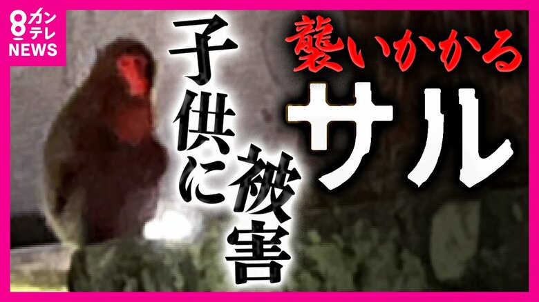 サルが人を襲う被害急増　去年0件が今年ひと月で19件　噛まれたり足に抱きつかれた子供も　「何かいい思いをした経験がこういうサルを生んだか」と専門家｜FNNプライムオンライン