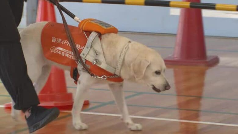 目の不自由な人にとっての盲導犬の「役割」を学ぼう　ＰＲ犬と一緒に小学校で出前授業【岡山・岡山市】｜FNNプライムオンライン
