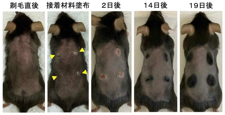 たった一滴塗るだけで完全に毛が生える方法を発見　～新たな発毛治療への応用に期待～