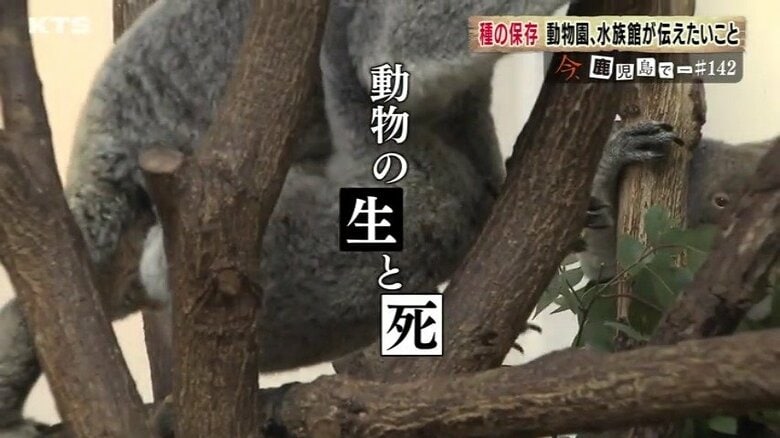 希少動物の命を守る「種の保存」の意義とは？　癒しと学びを届け続ける動物園、水族館の役割、そして課題について考える　【鹿児島発】｜FNNプライムオンライン