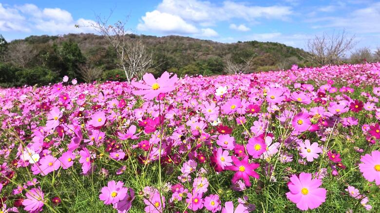 ５００万本以上のコスモス　「早咲き」が見ごろ　条件次第で雲海とコスモスのコラボも　広島・世羅町｜FNNプライムオンライン