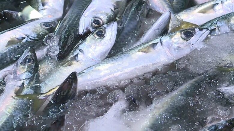 「サバショック」“庶民の魚”も高騰　水産庁が漁獲量8割減を検討　地球温暖化で餌のプランクトン減少…成長も遅く｜FNNプライムオンライン