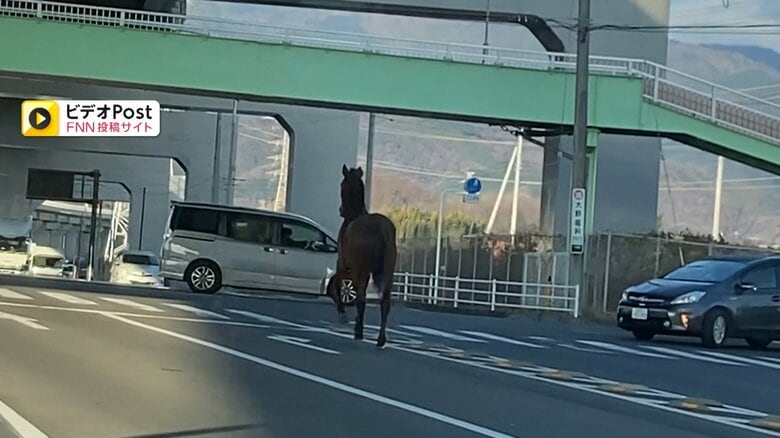 「え！？」馬が道路を疾走　車が行き交う交差点を駆け抜け…通報相次ぎ40分後に確保　牧場から“逃走”　神奈川・伊勢原市｜FNNプライムオンライン