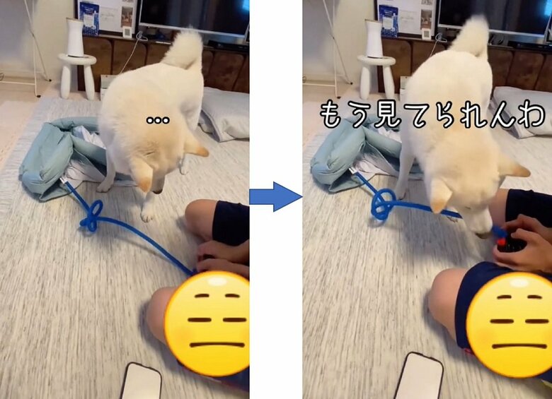 なかなか膨らまないプールにだい吉くんはじれったく感じているよう