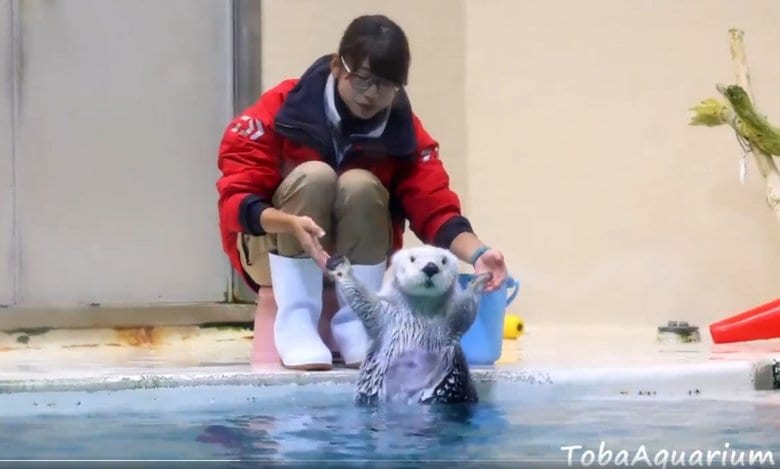 提供:鳥羽水族館